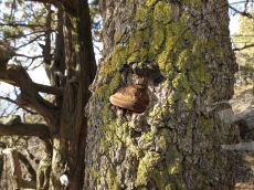 Pistacia-mutica_патоген